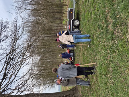 Sajenje medovitih rastlin 4